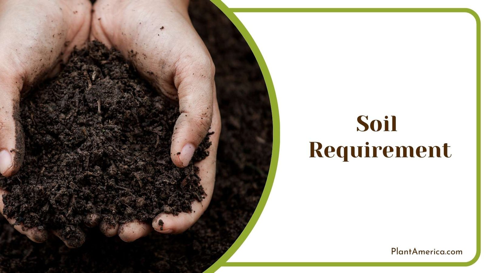 Soil For Gardening In Human Hand Plant America