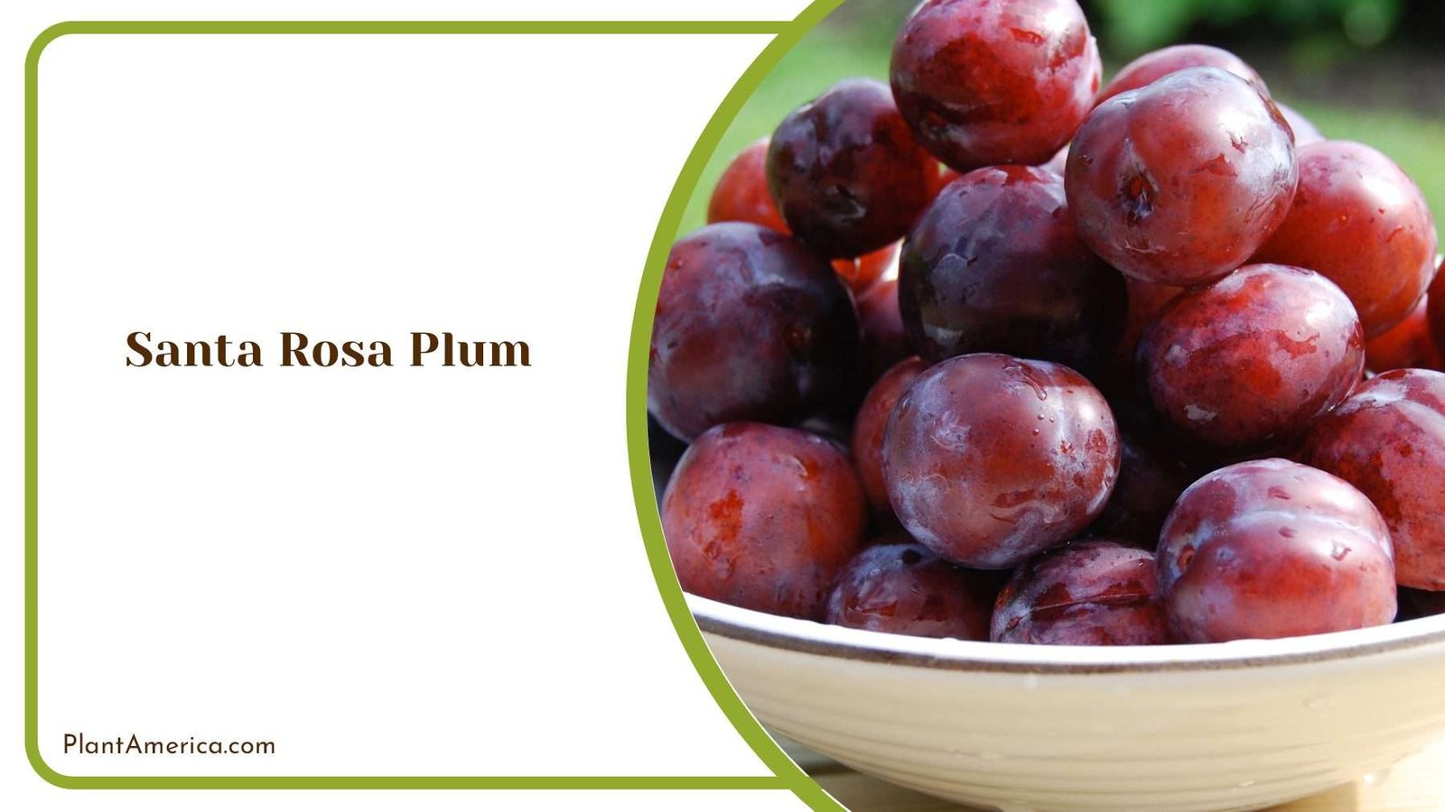 A Guide To Growing And Enjoying Santa Rosa Plums A Guide To Growing And Enjoying Santa Rosa Plums