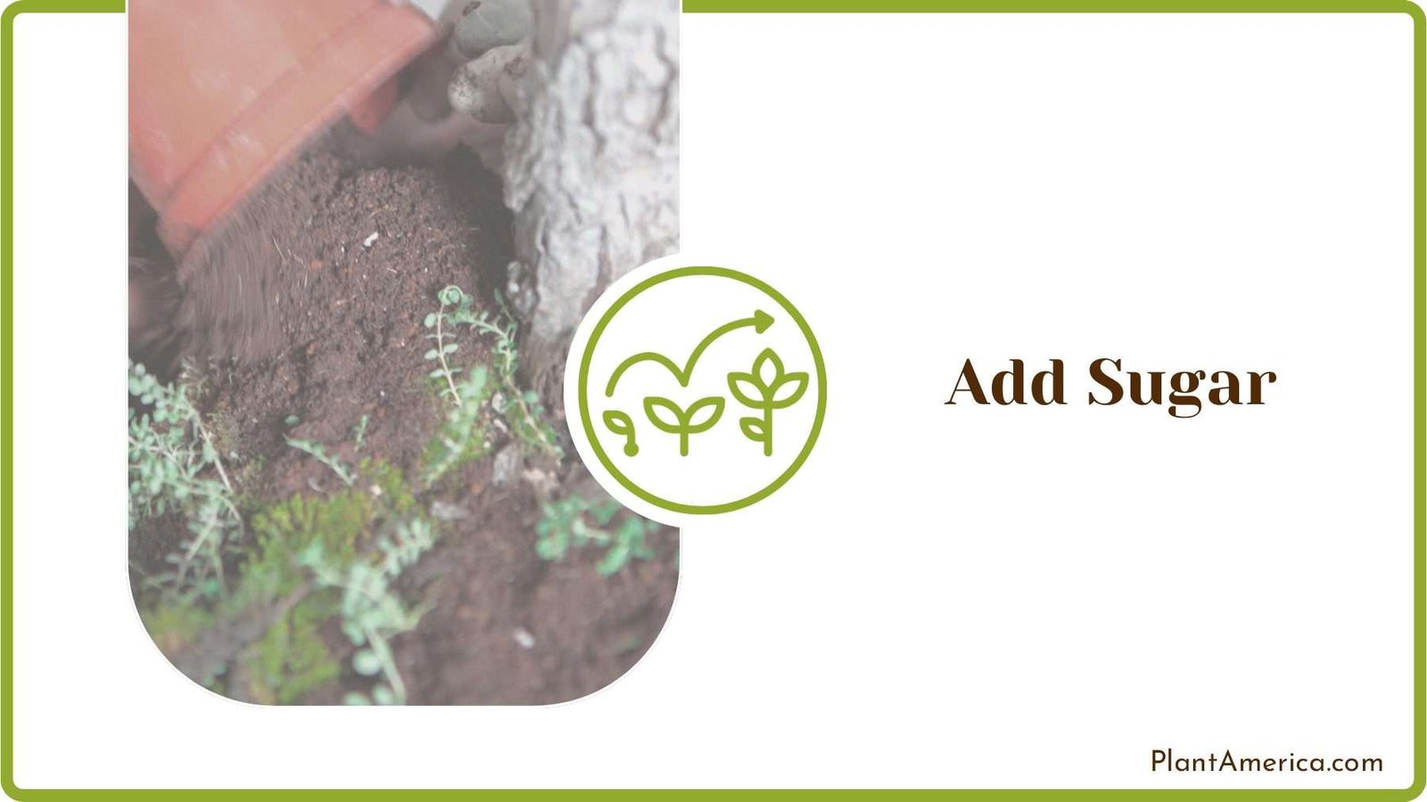Adding Sugar to the Soil Plant America