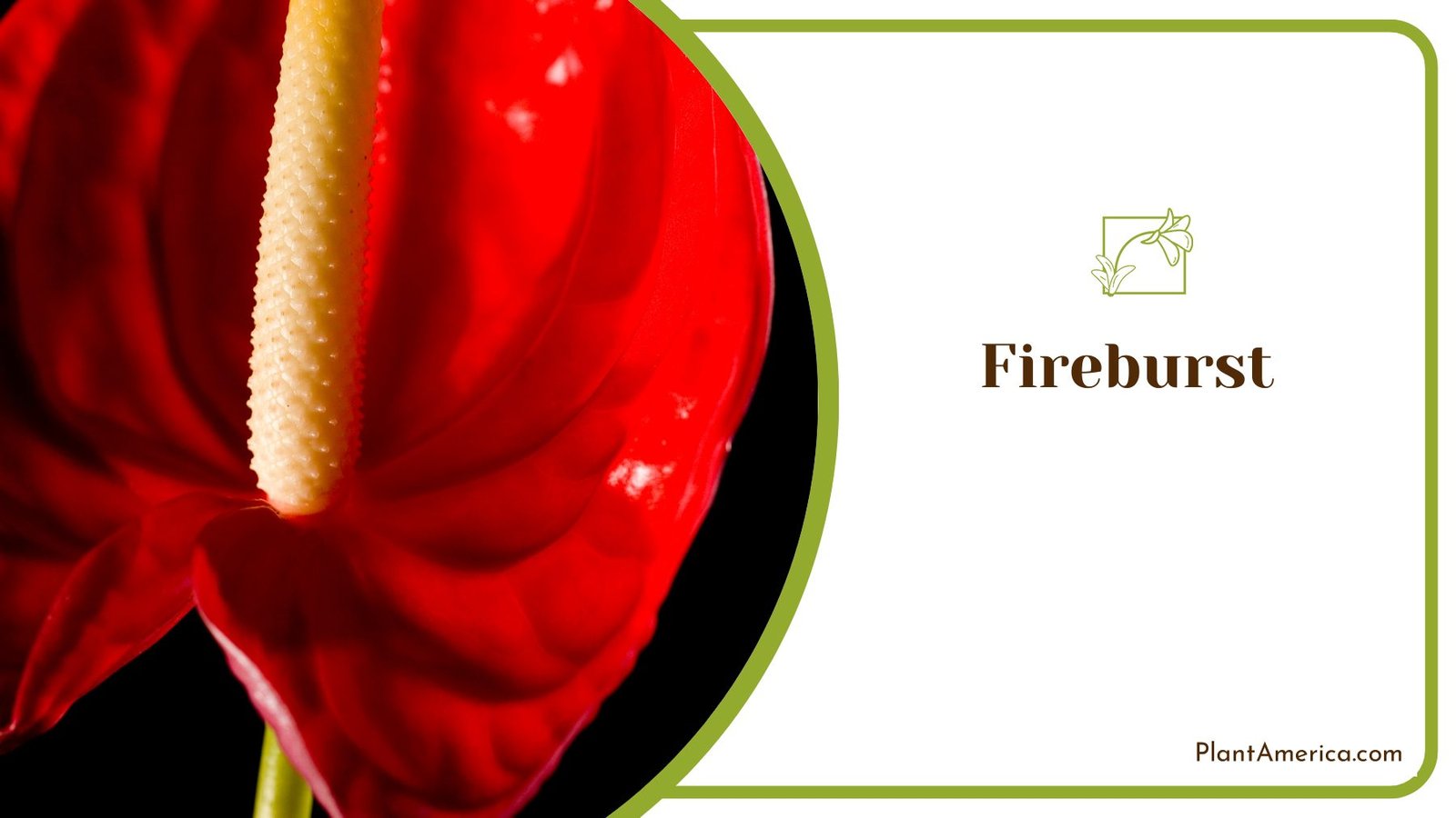 Admirable Interior Plant Fireburst Anthurium ~ PlantAmerica