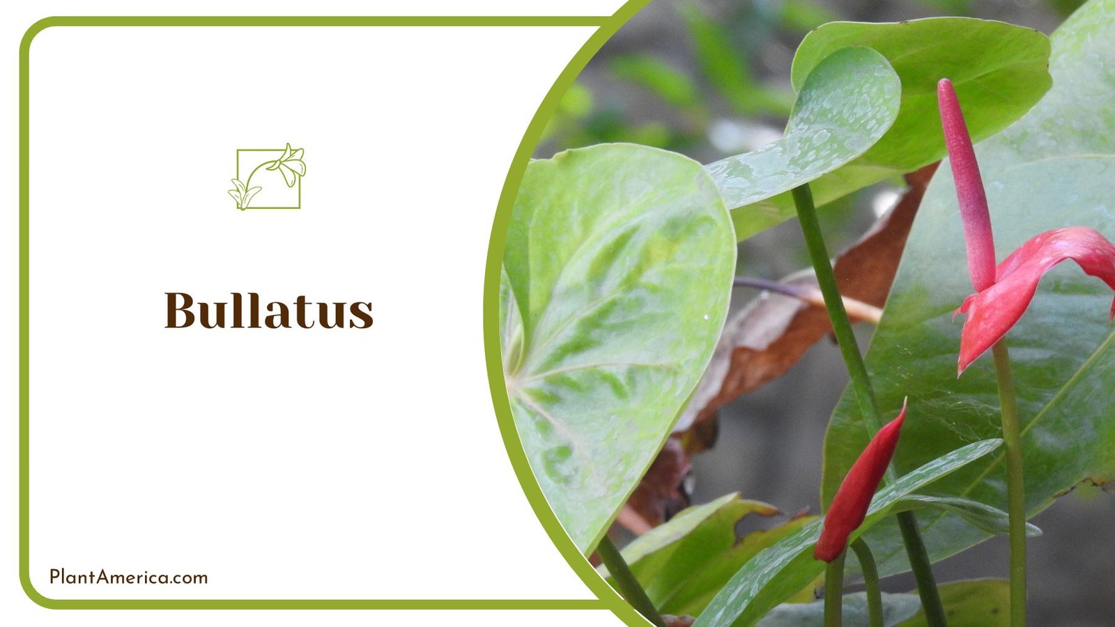 Adorable Bullatus Anthurium Perfect for Your Home ~ PlantAmerica