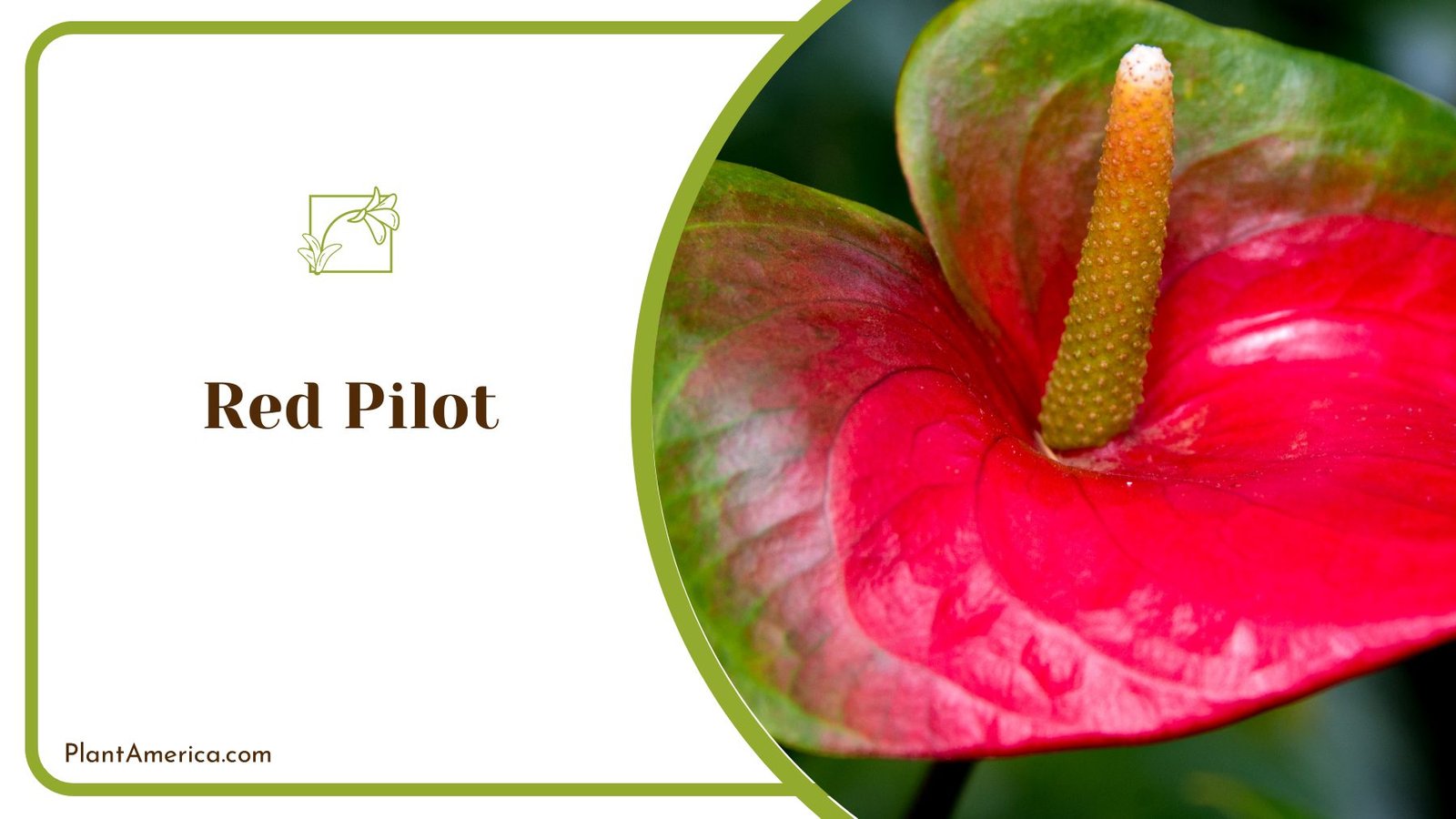 Alluring Home Plant Red Pilot Anthurium ~ PlantAmerica
