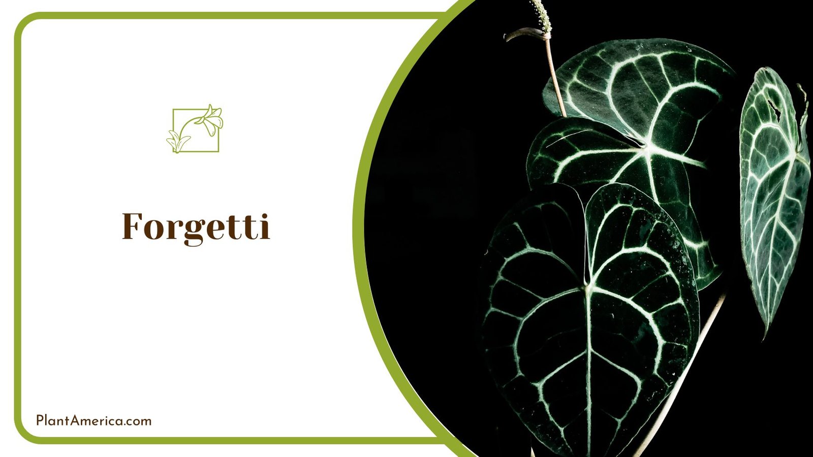 Amazing Houseplant Forgetti Anthurium ~ PlantAmerica