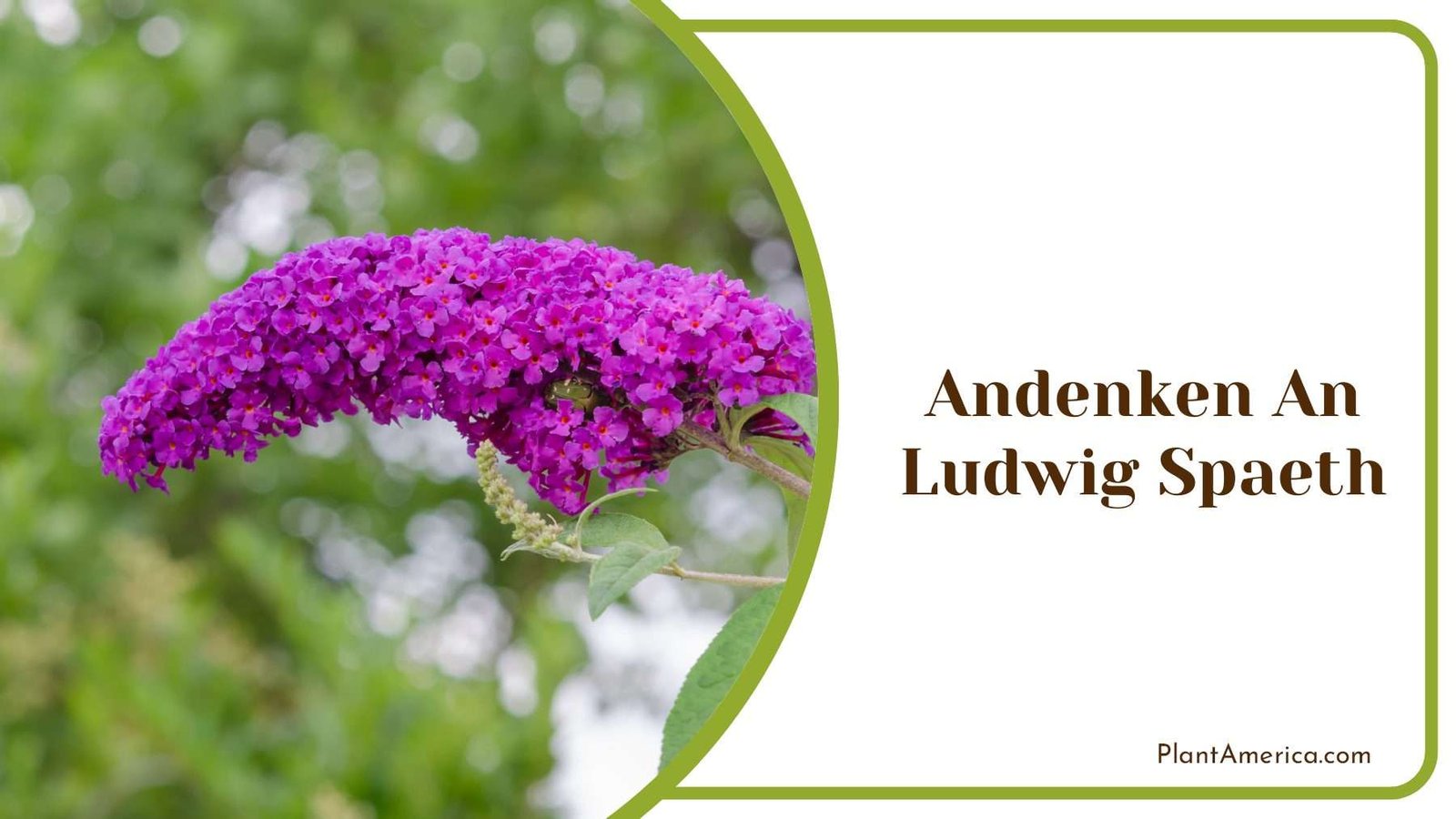 Andenken An Ludwig Spaeth Plant America
