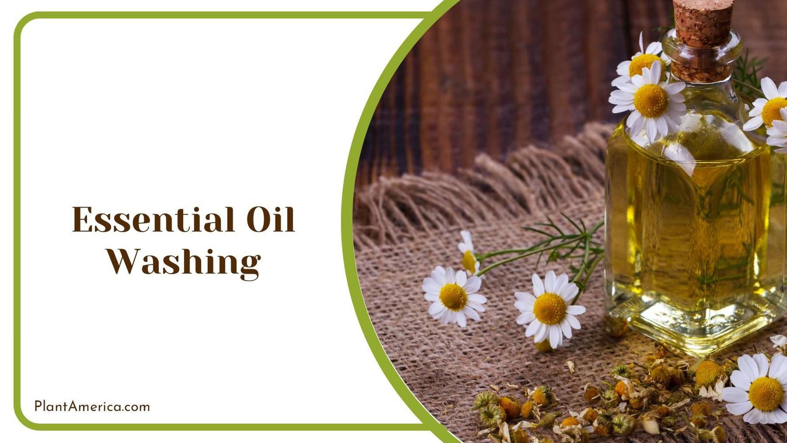 Apply Oil Washing on Plants Plant America