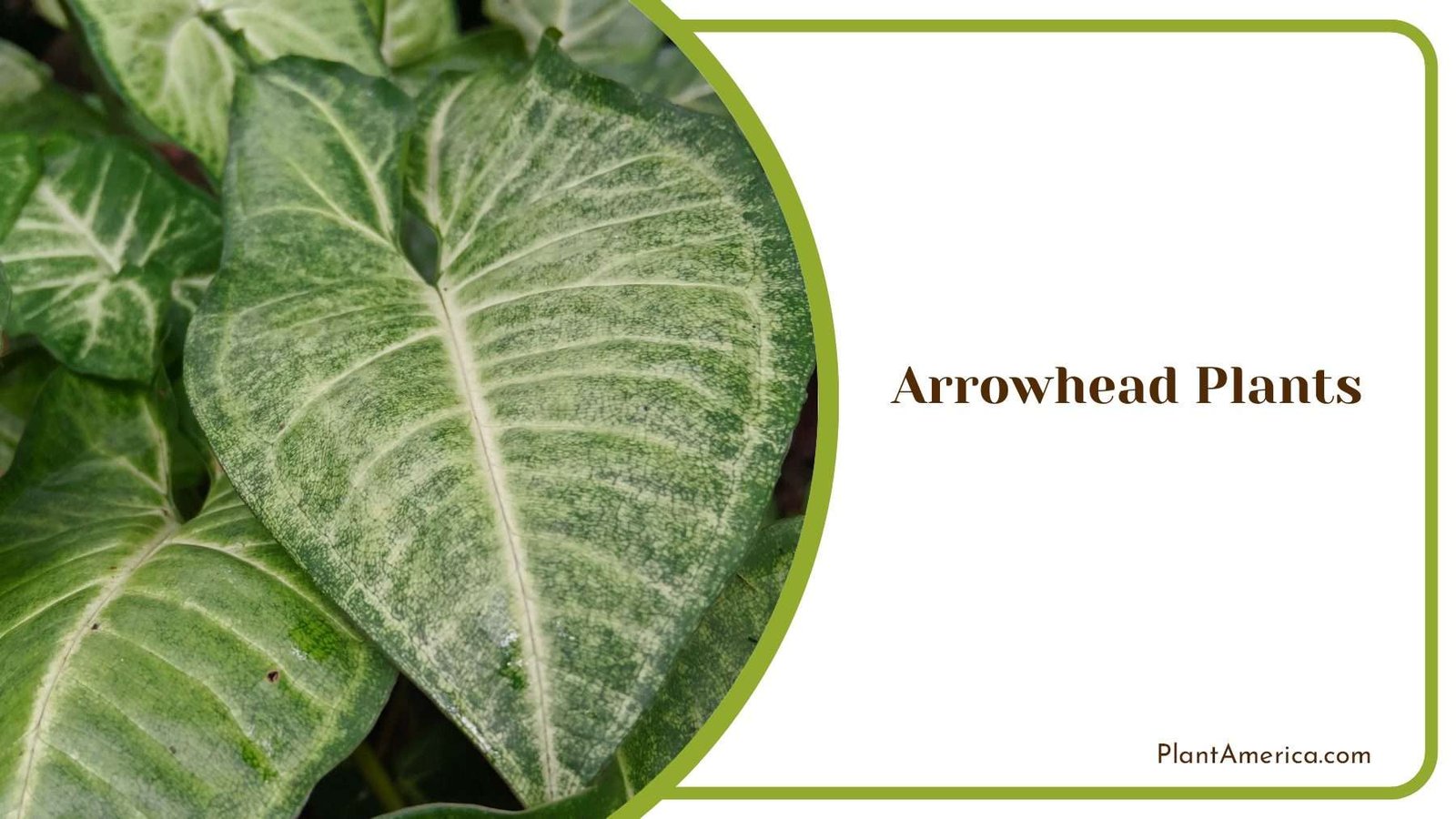 Arrowhead Plants Nurturing Nature s Grace And Beauty Plant America