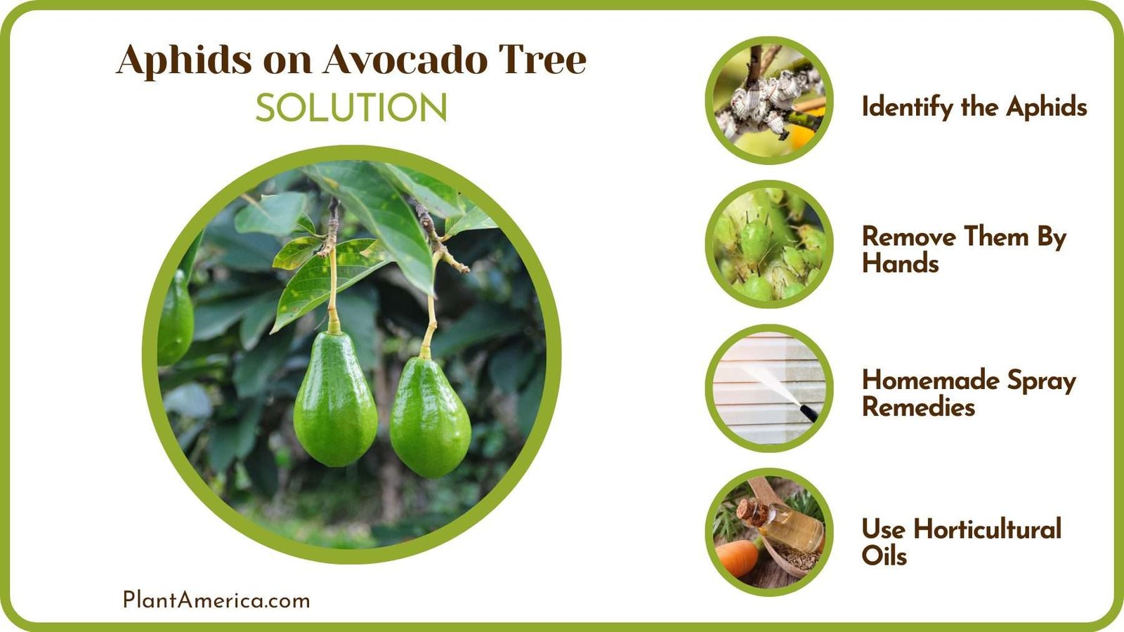 Avocado Tree Treatment PlantAmerica