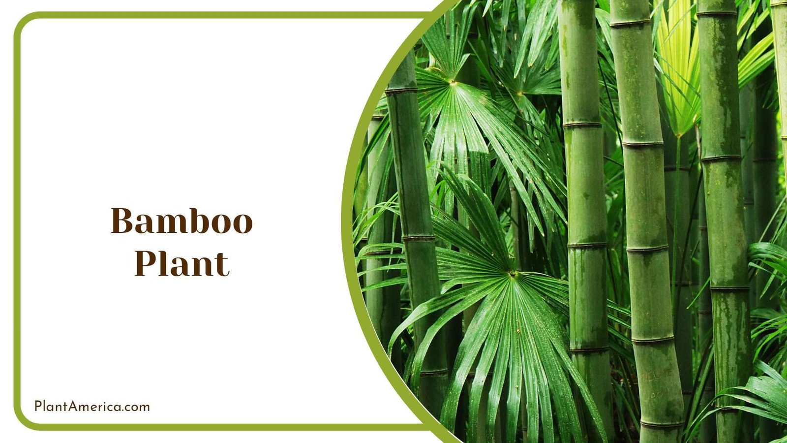 Bamboo Plant Plant America