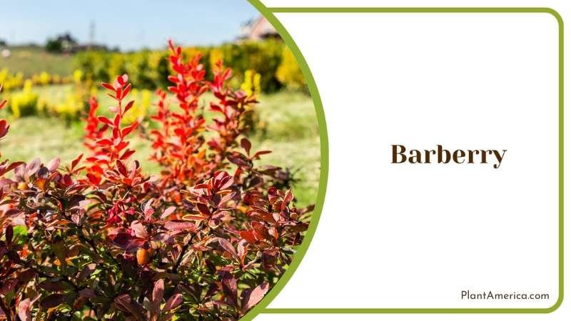 Barberry Garden Wonders Plant America Barberry Garden Wonders Plant America