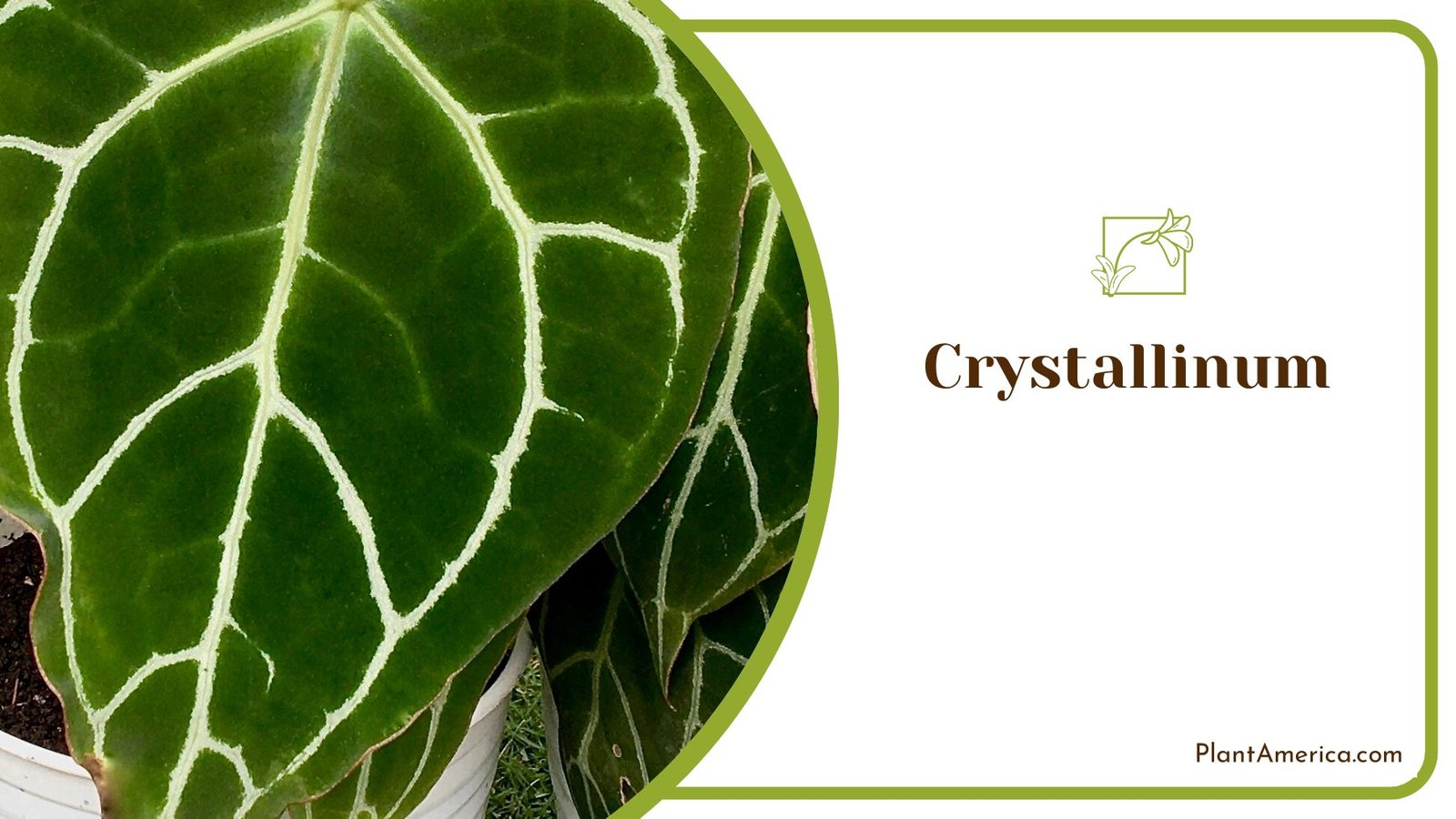 Beautiful Crystallinum Anthurium Perfect for Inside ~ PlantAmerica