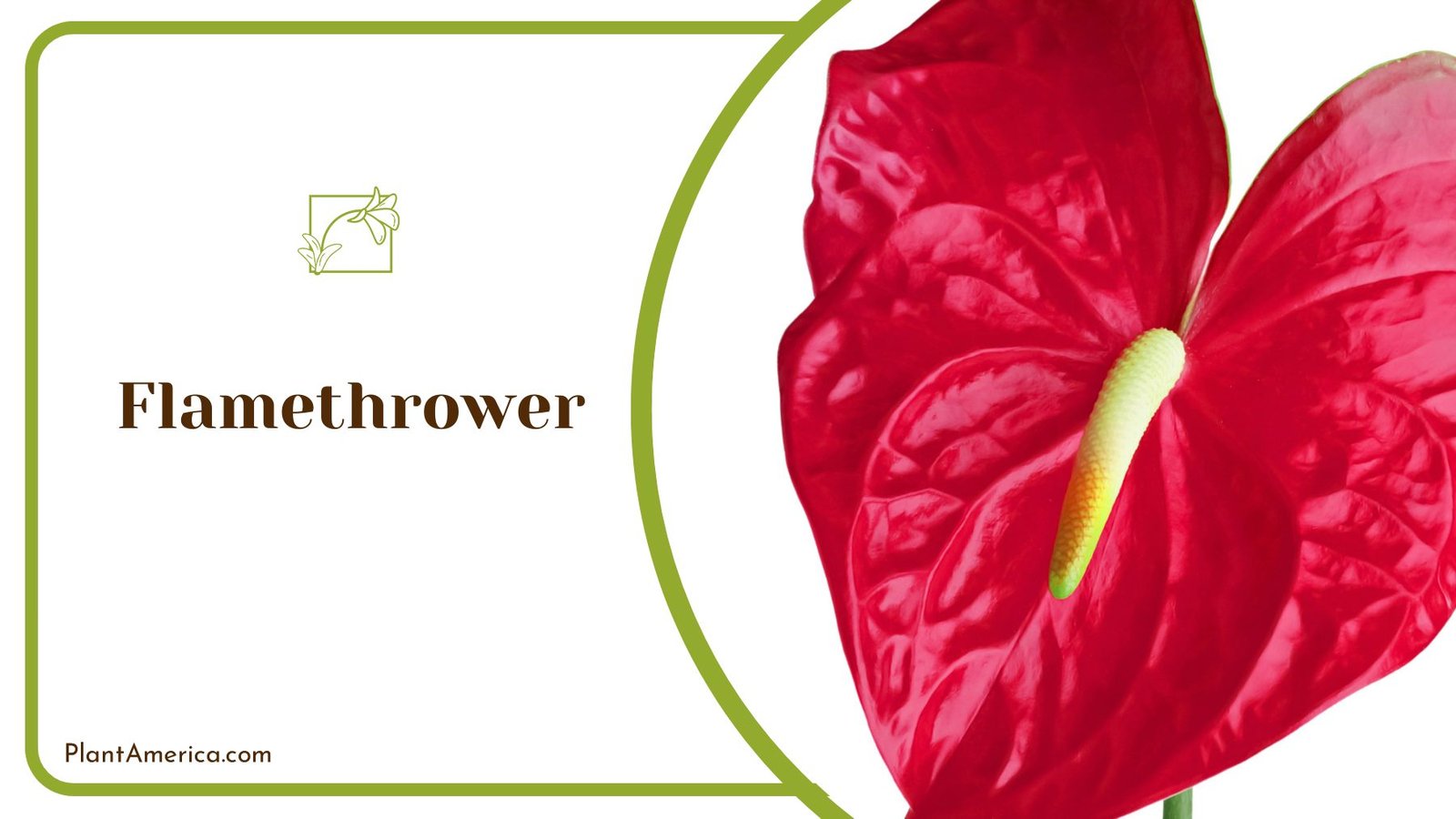 Beautiful Cultivated Plant Flamethrower Anthurium ~ PlantAmerica