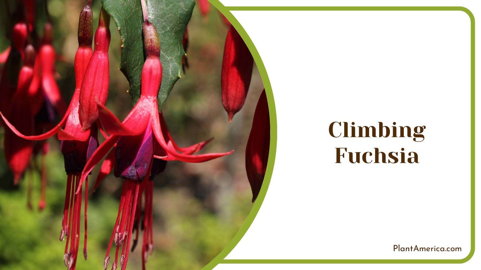 Beautiful Red Climbing Fuchsia Plant America Beautiful Red Climbing Fuchsia Plant America