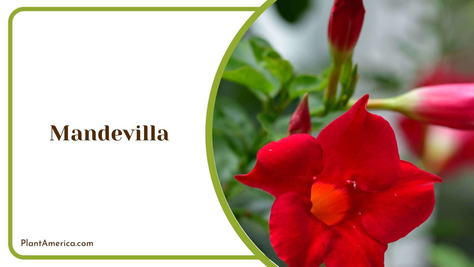 Beautiful Red Mandevilla With Green Leaves Plant America Beautiful Red Mandevilla With Green Leaves Plant America