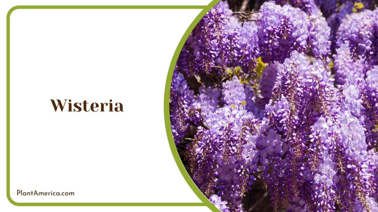 Beautiful Sun Purple Wisteria Plant America Beautiful Sun Purple Wisteria Plant America