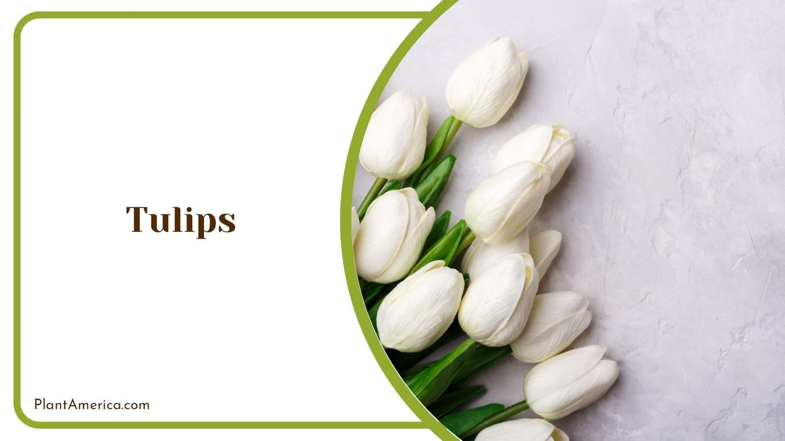 Beautiful Tulips Flowers Plant America