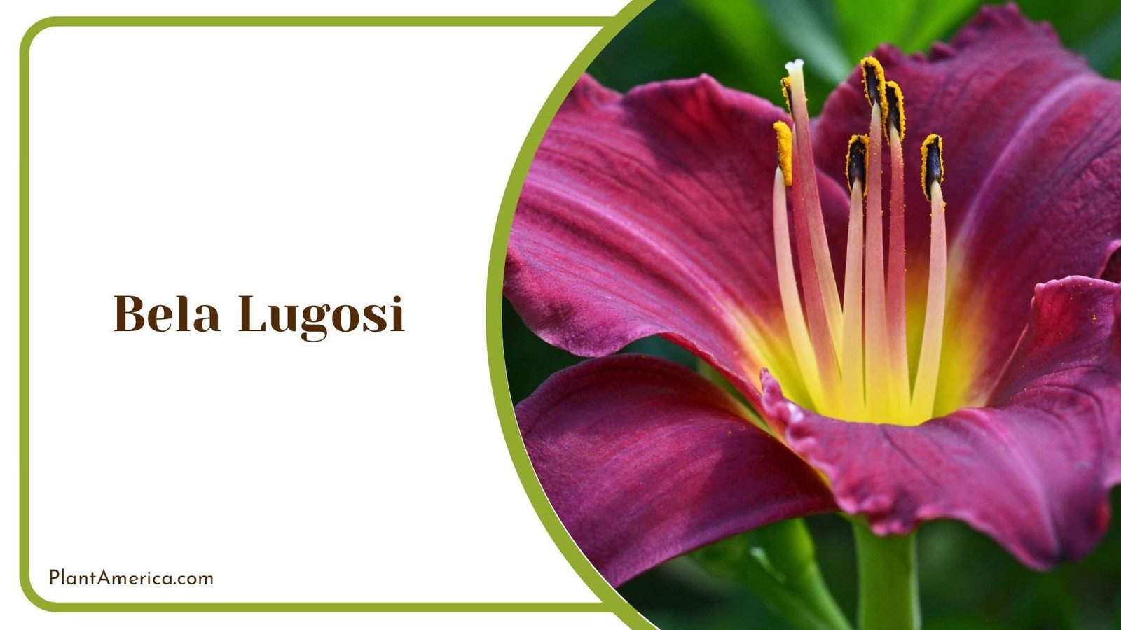 Bela Lugosi Purple Plant America