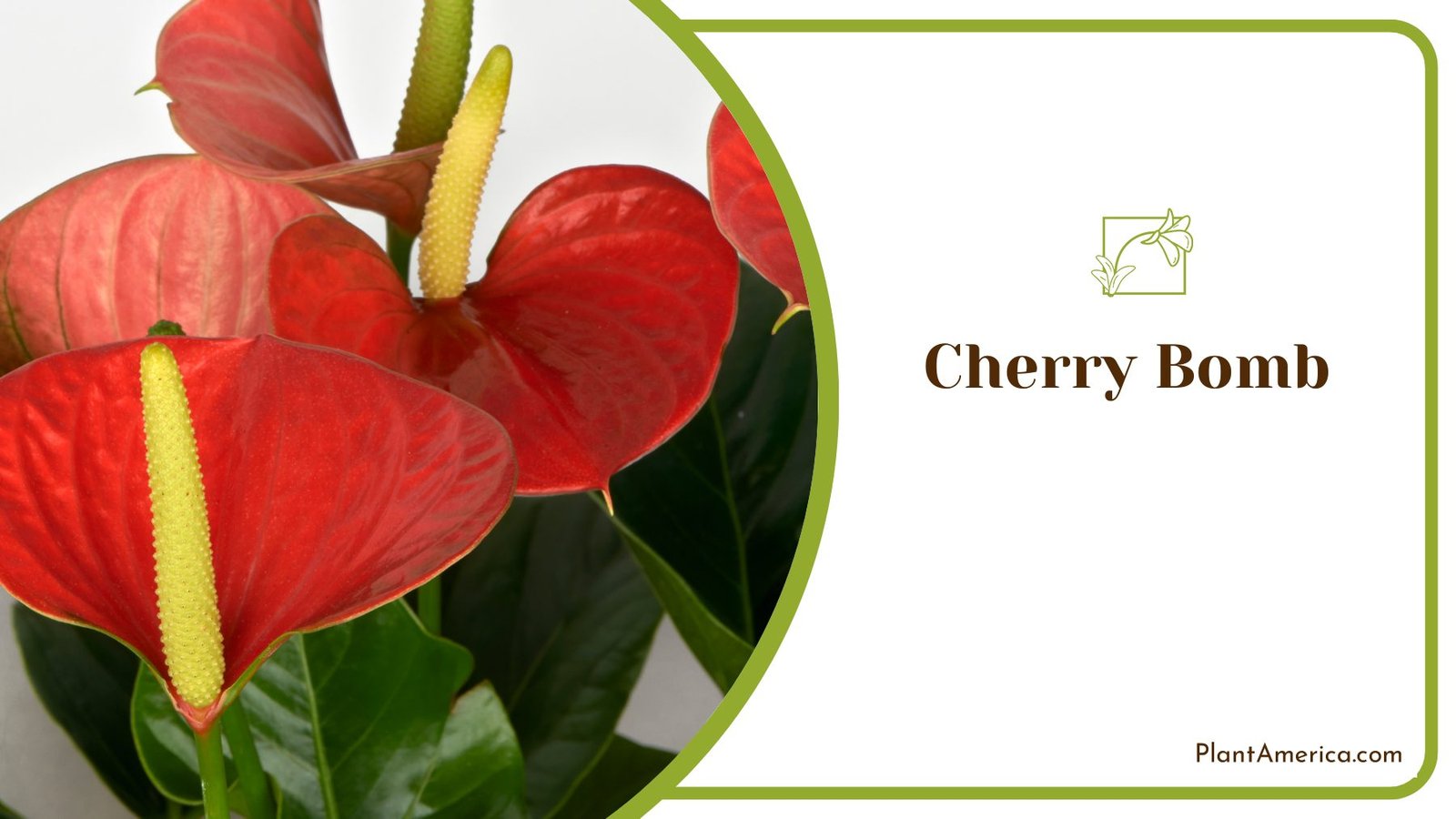 Best Houseplant Cherry Bomb Anthurium ~ PlantAmerica