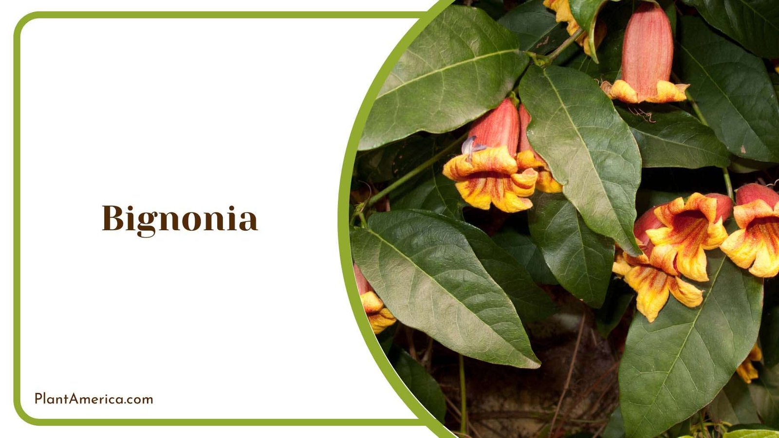 Bignonia Red Flowers With Yellow Interior Plant America Bignonia Red Flowers With Yellow Interior Plant America