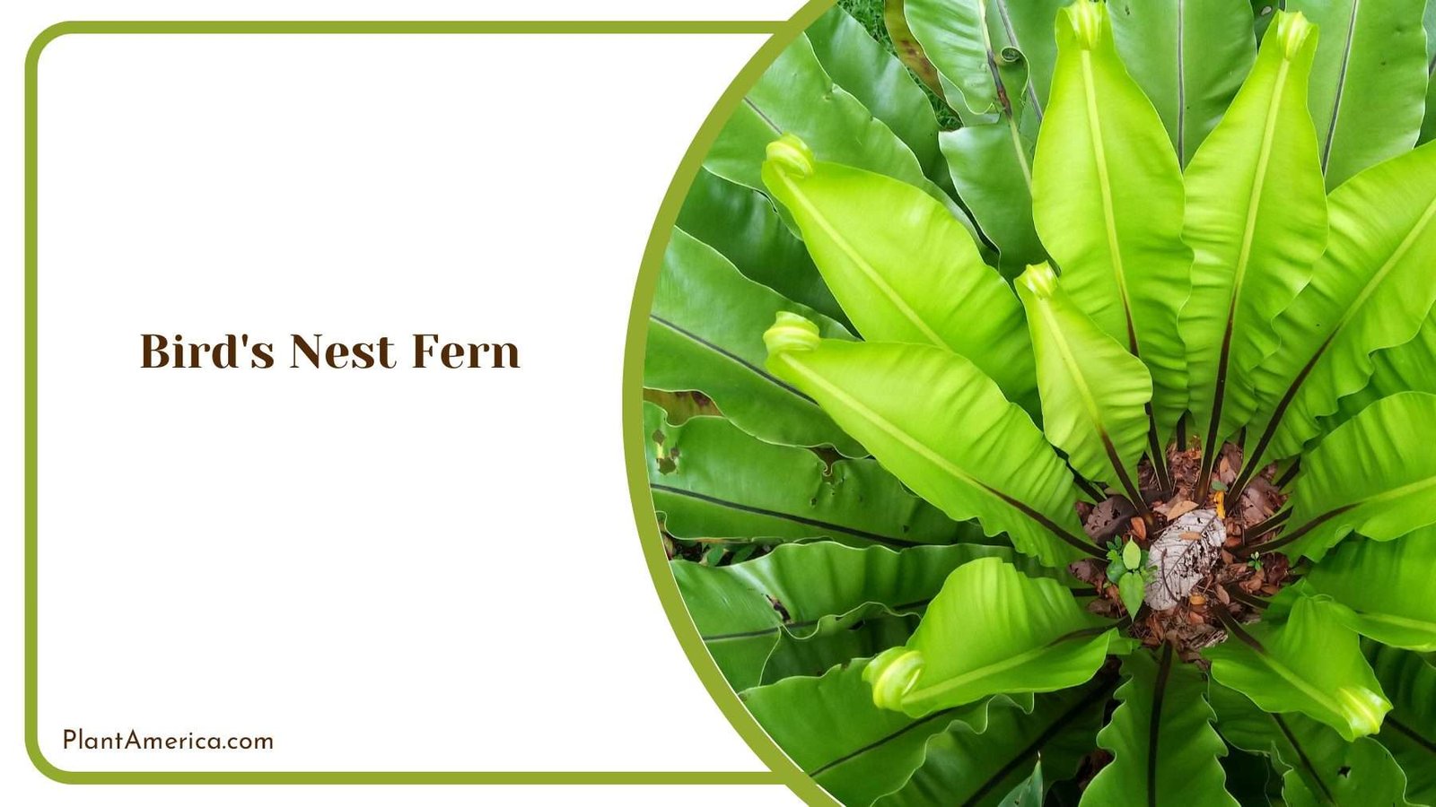 Bird s Nest Fern Green Beauty For Your Living Space Plant America