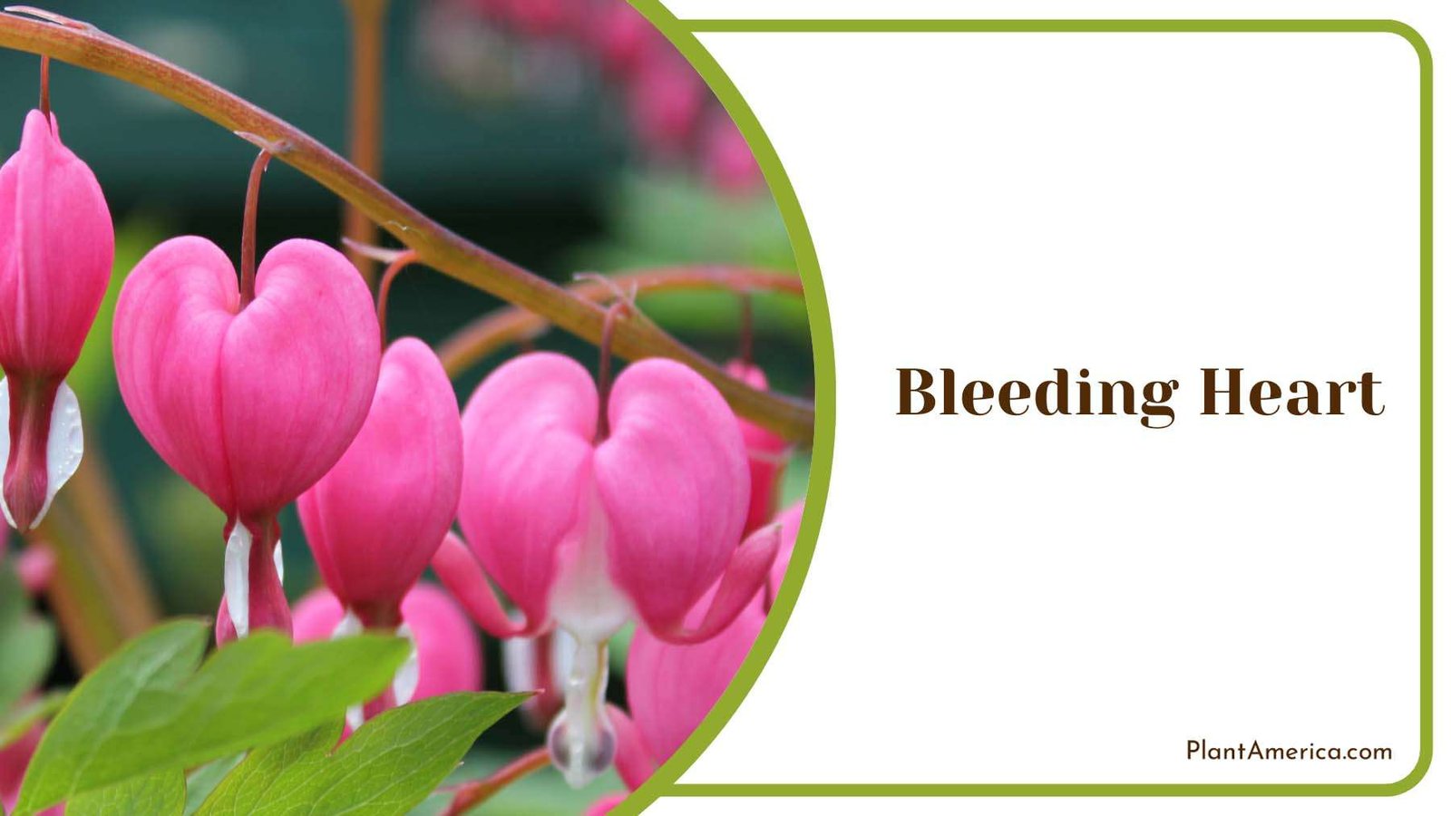 Bleeding Pink Heart Plant America