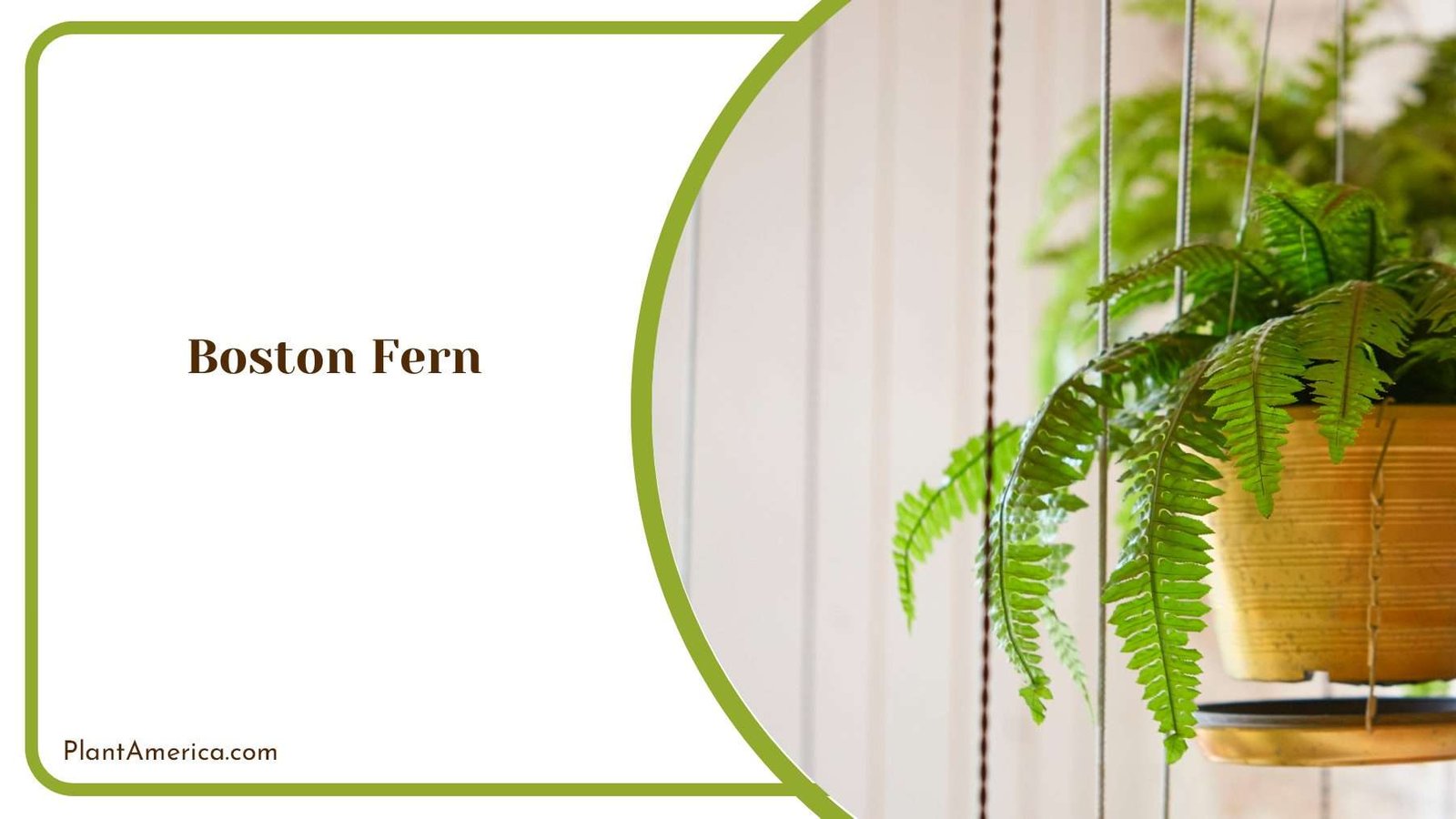 Boston Fern Timeless Foliage For Tranquil Spaces Plant America
