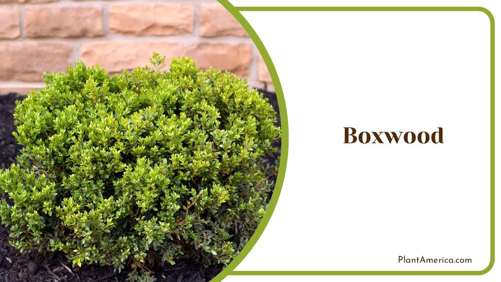 Boxwood Green Shrubs Plant America