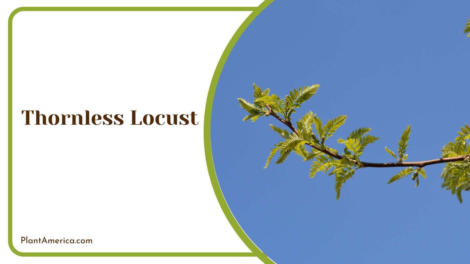 Branch Of Thornless Locust Plant America