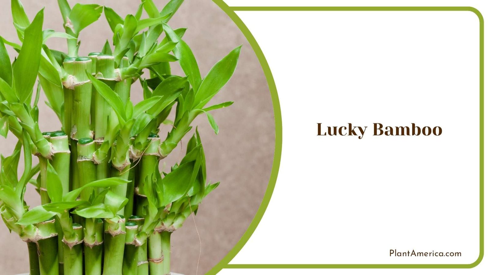 Bringing Luck And Smiles Growing And Caring For Lucky Bamboo Plant America