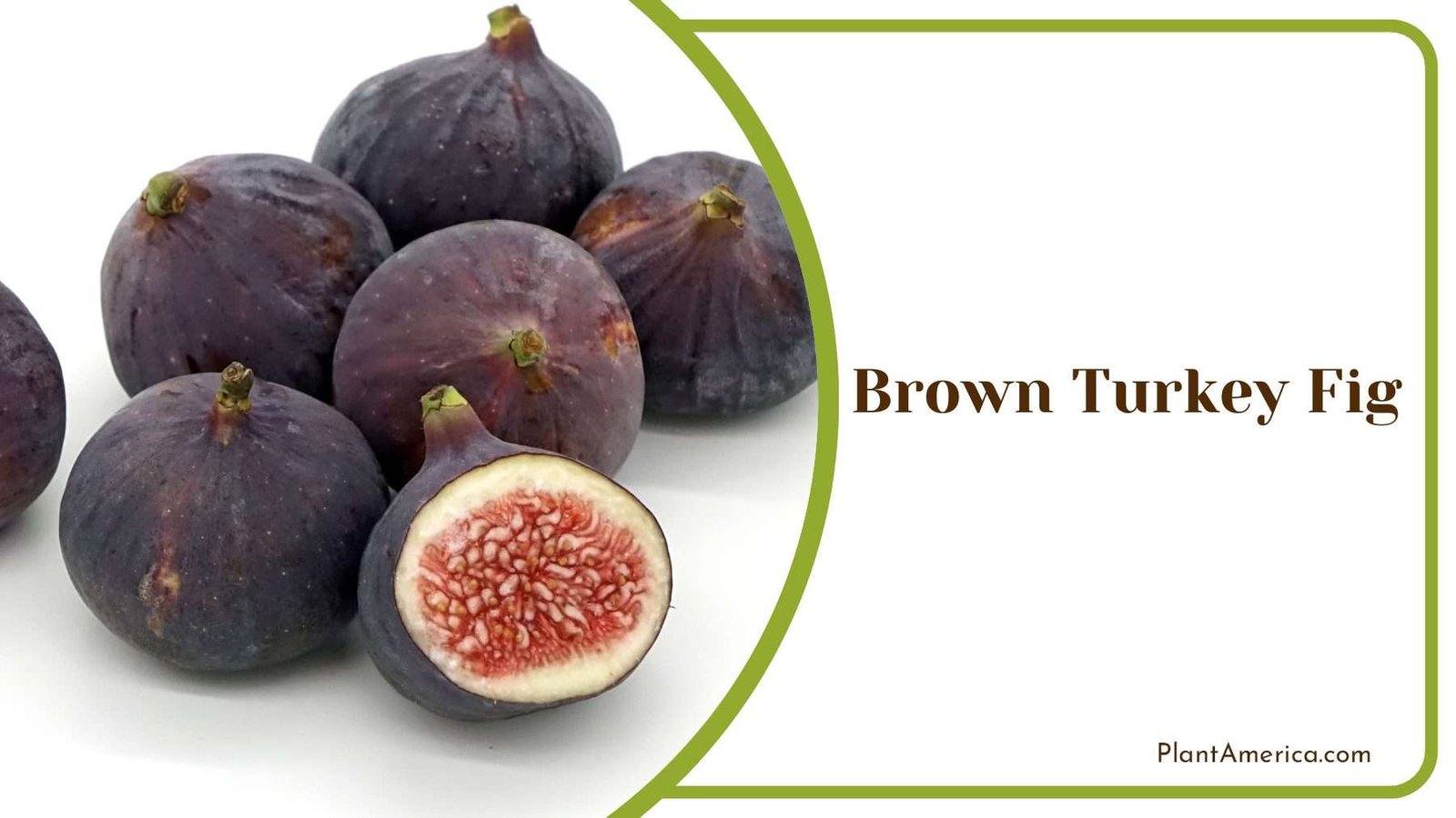 Brown Turkey Fig Unveiling Turkish Gold In Orchard Delights Brown Turkey Fig Unveiling Turkish Gold In Orchard Delights