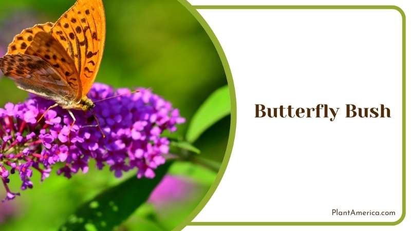 Butterfly Bush Beauty All Summer Plant America Butterfly Bush Beauty All Summer Plant America