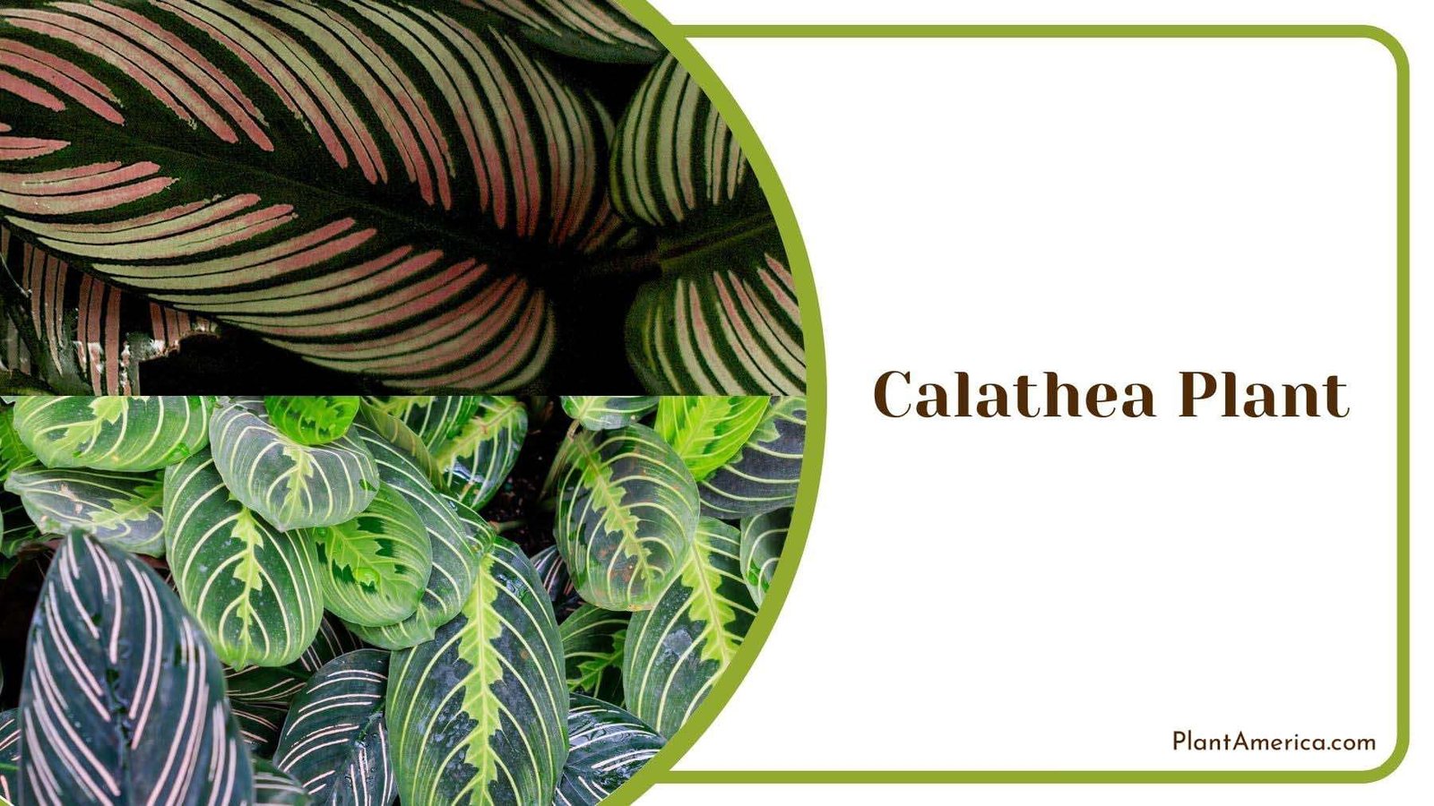 Calathea Cat Resistant Plant Plant America