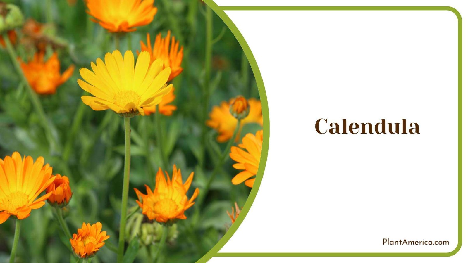 Calendula Blooms In Your Garden Plant America