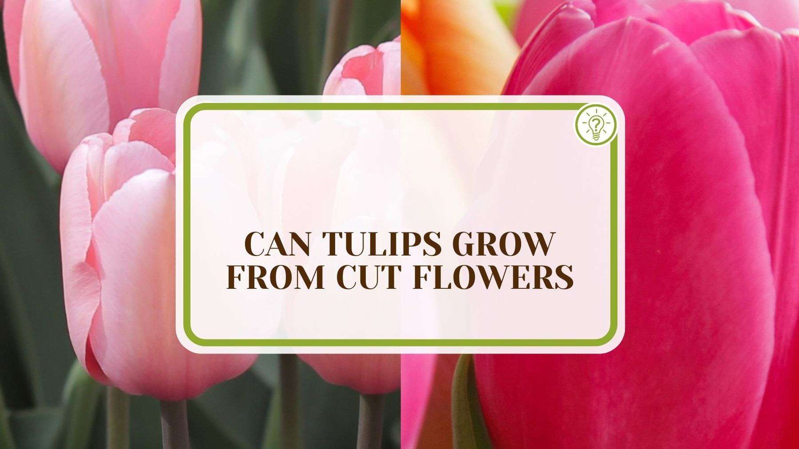 Can Tulips Grow From Cut Flowers Plant America Can Tulips Grow From Cut Flowers Plant America