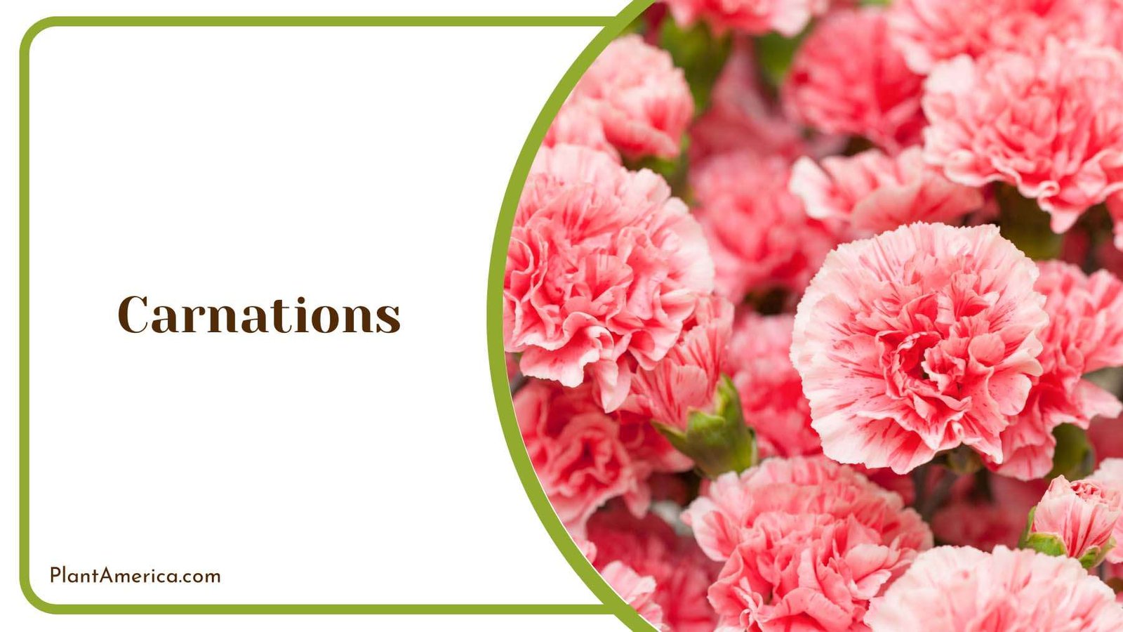 Carnation Graceful Plant America