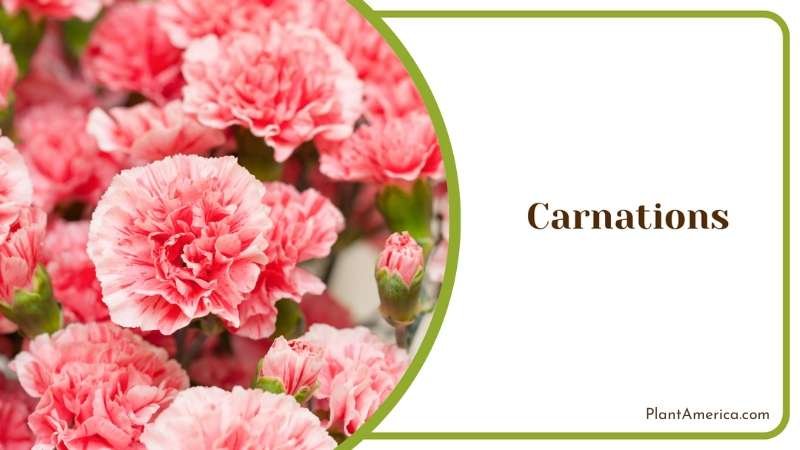 Carnations Blooming In Garden Plant America