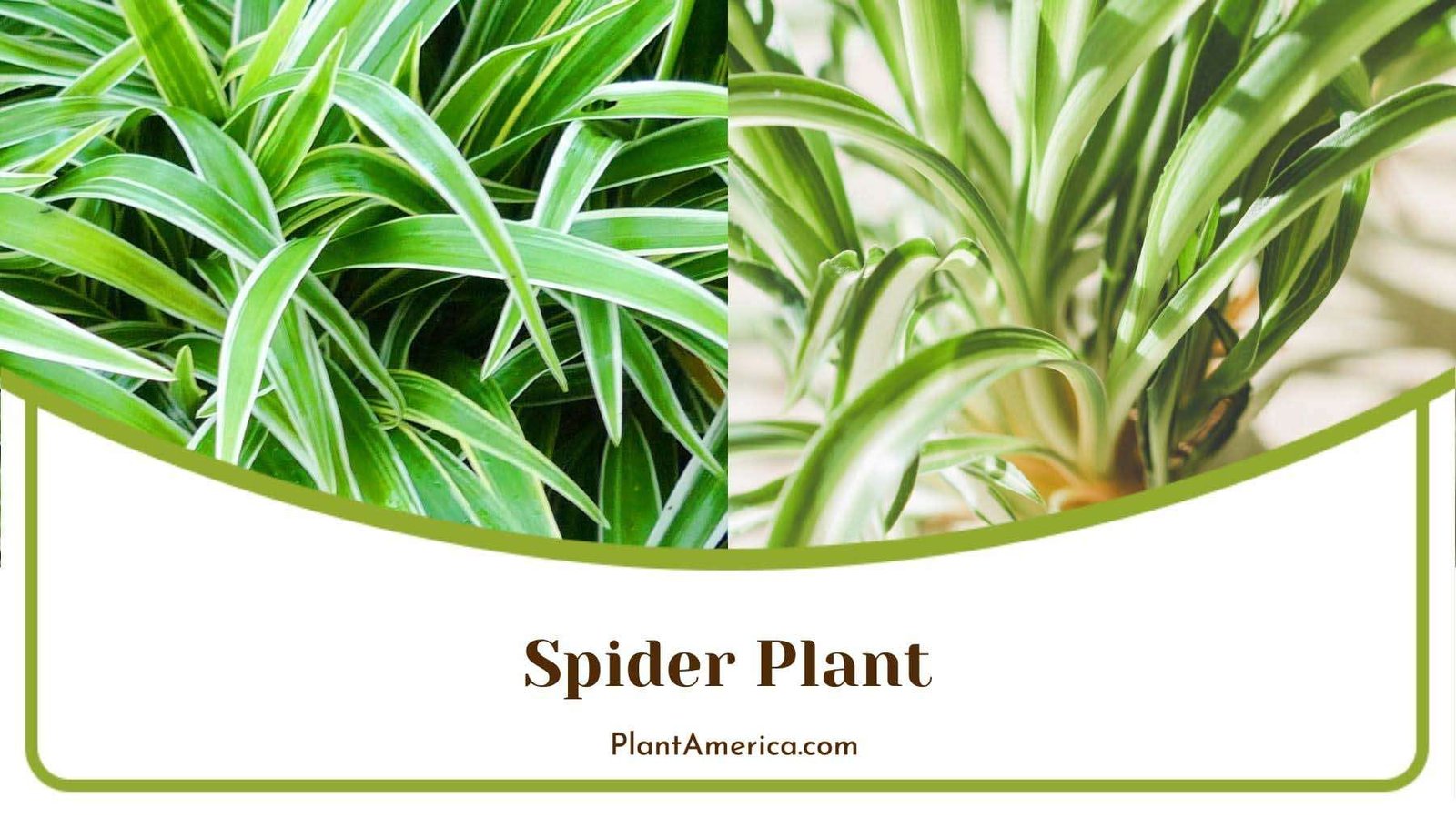 Cat Resistant Spider Plant Plant America