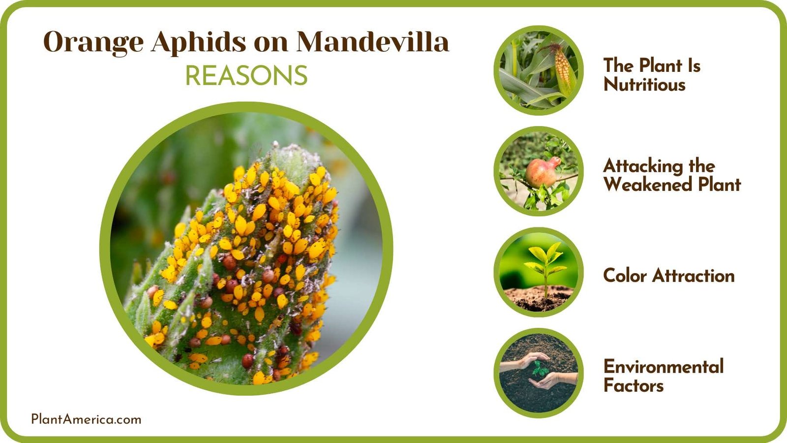 Causes of Aphids on Plants Plant America
