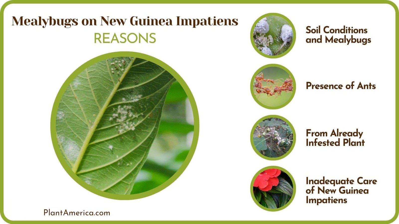 Causes of Mealybugs on New Guinea Impatiens Plant America Causes of Mealybugs on New Guinea Impatiens Plant America