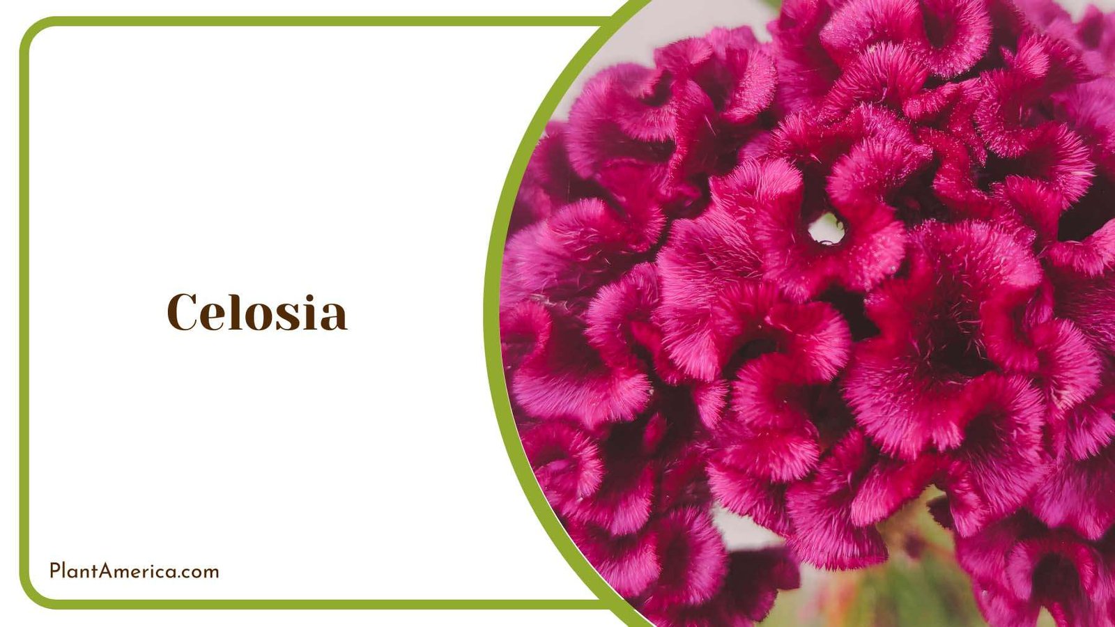Celosia Blooming Garden Beauty Plant America