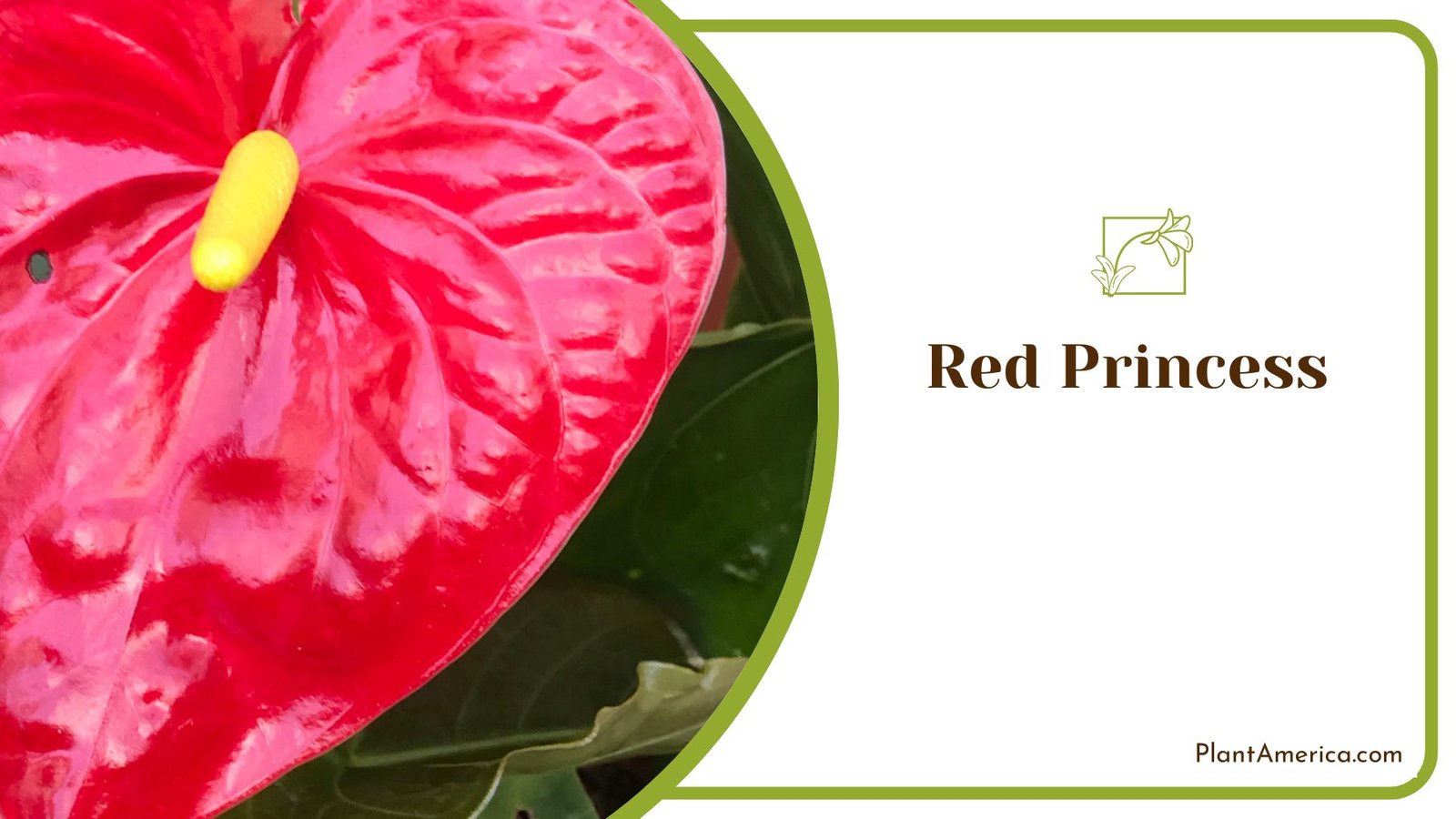 Charming Interior Plant Red Princess Anthurium ~ PlantAmerica