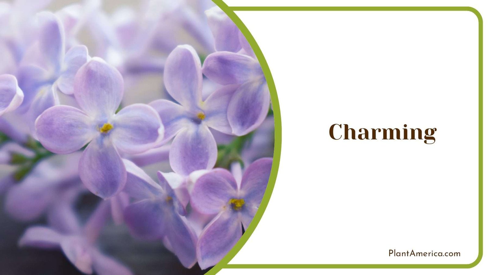 Charming Lilac Plant America
