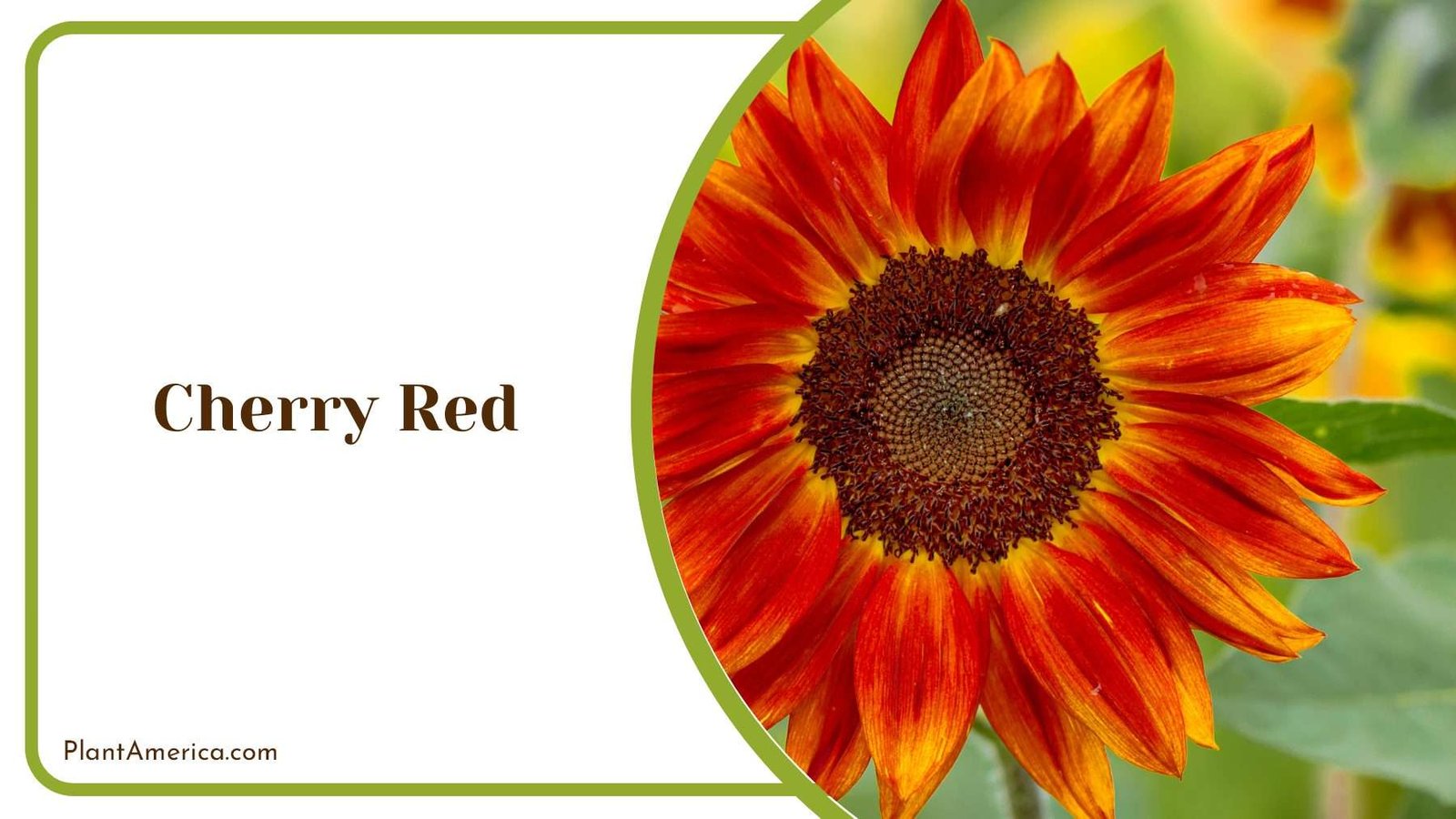 Cherry Red Allure Plant America