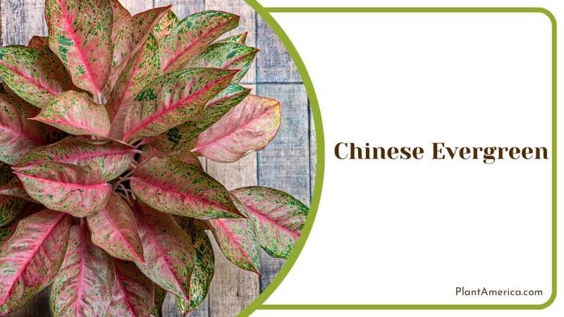 Chinese Evergreen Splendor Nurturing Green Beauty Indoors Plant America
