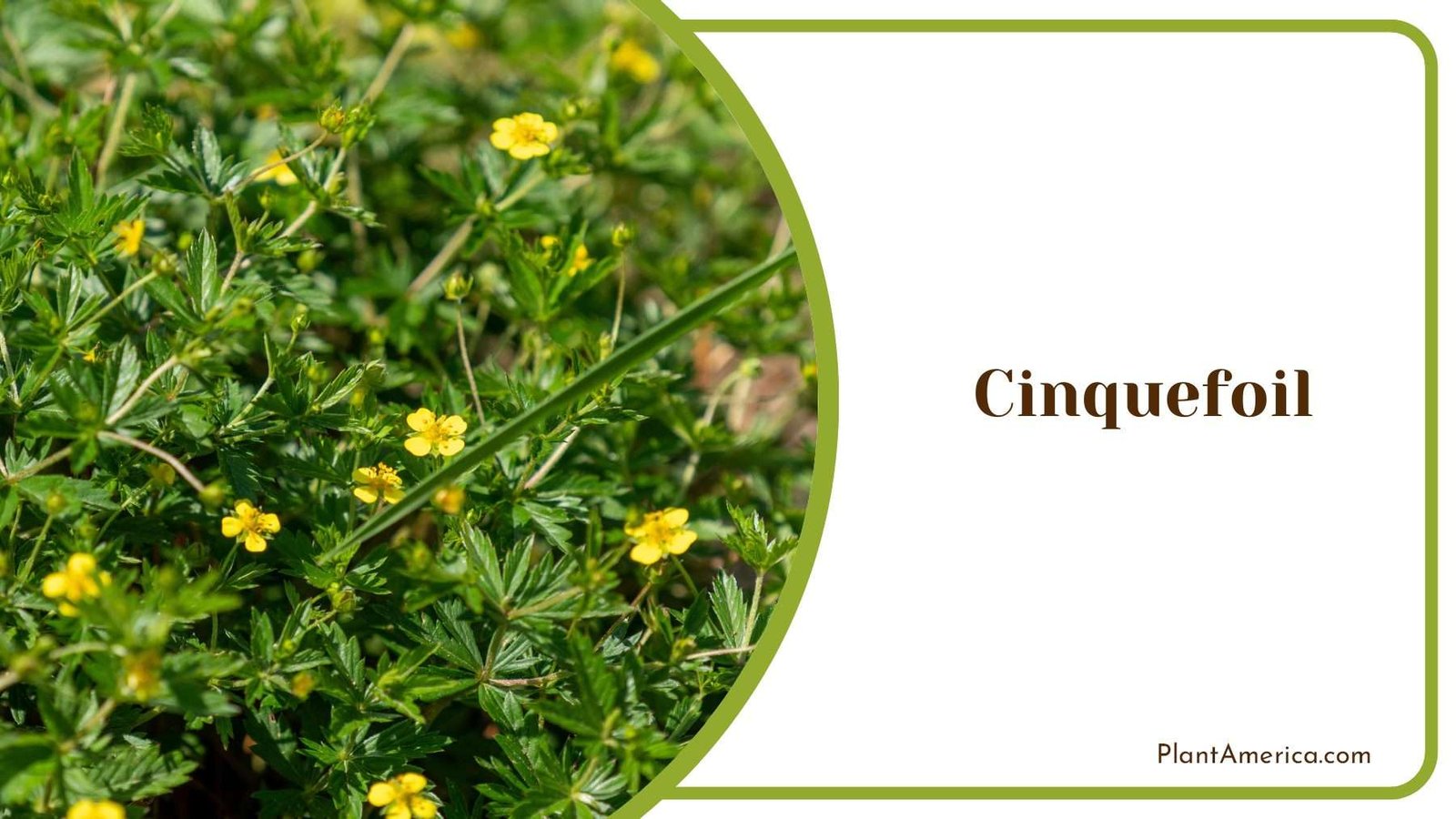 Cinquefoil Blooms Plant America