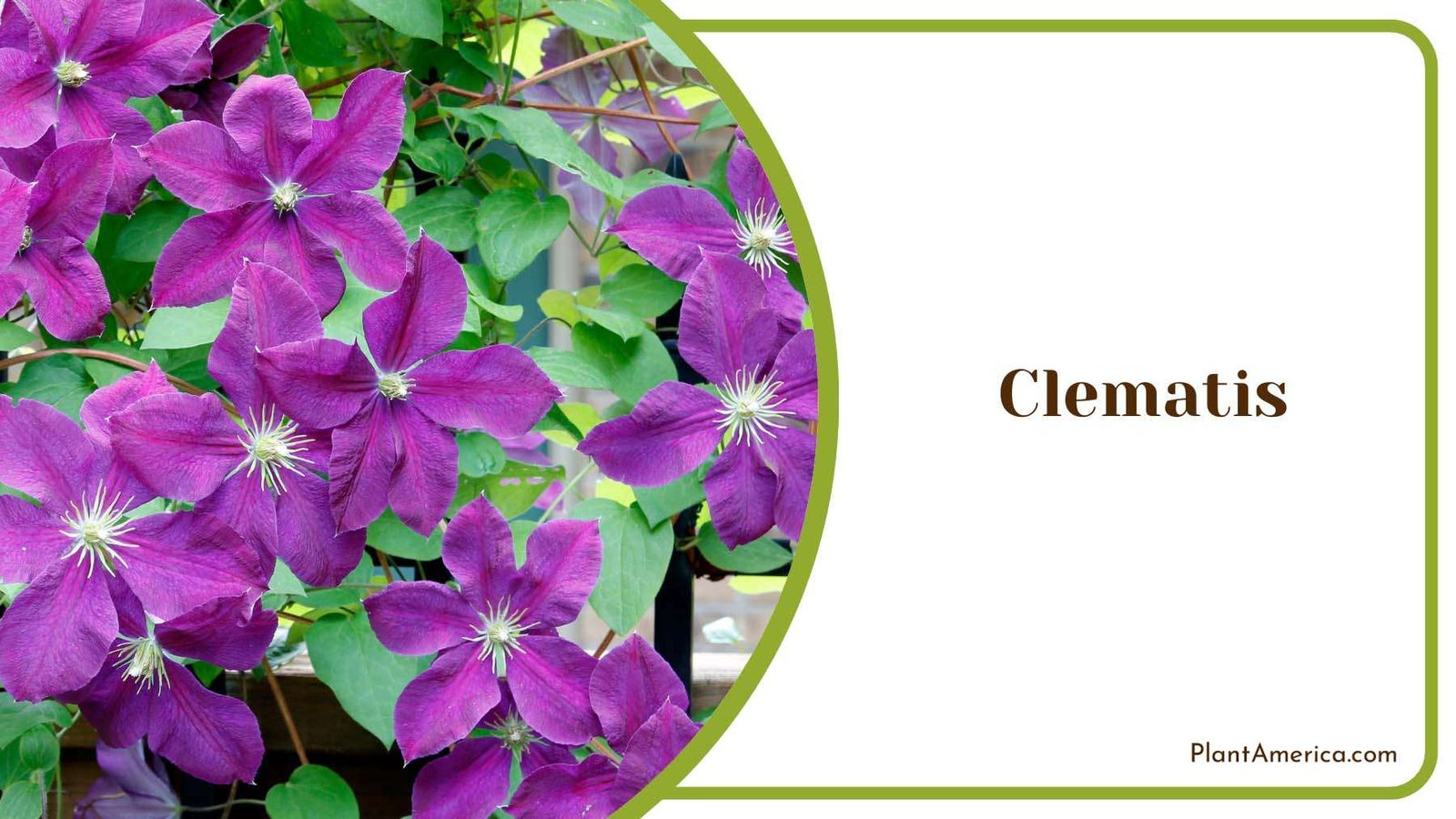 Clematis Purple Flowers Plant America