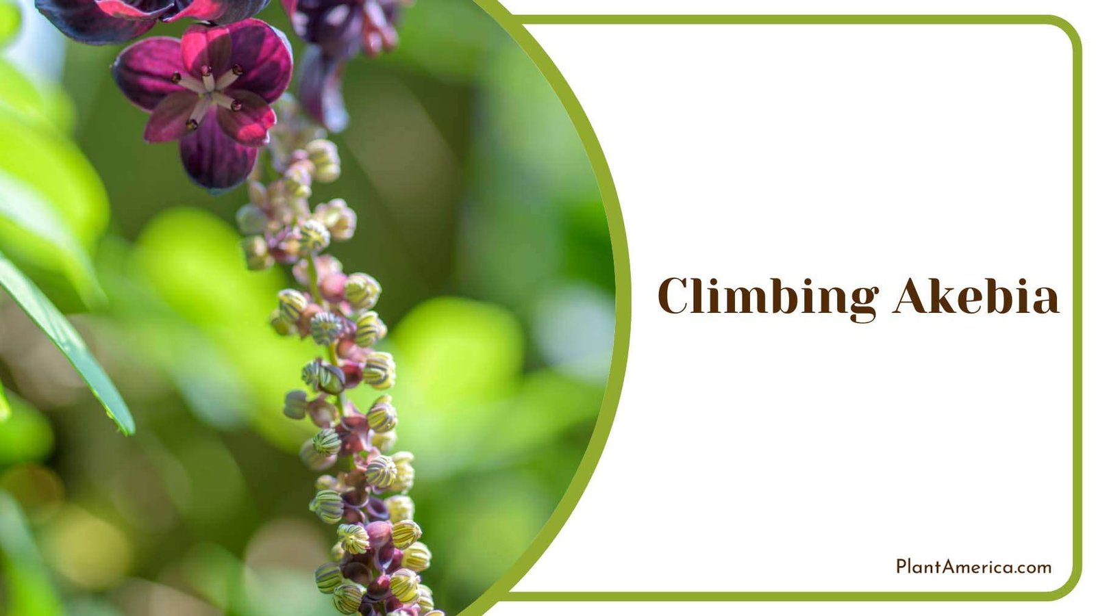 Climbing Akebia Purple Tiny Flowers Plant America Climbing Akebia Purple Tiny Flowers Plant America
