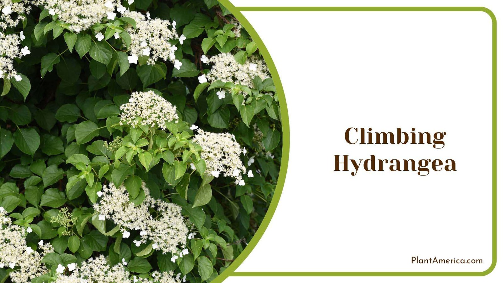 Climbing Hydrangea With White Flower Blooms Plant America Climbing Hydrangea With White Flower Blooms Plant America