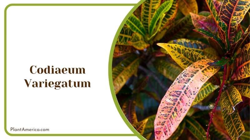 Codiaeum Variegatum Charm Embracing Colorful Leafy Beauty Plant America