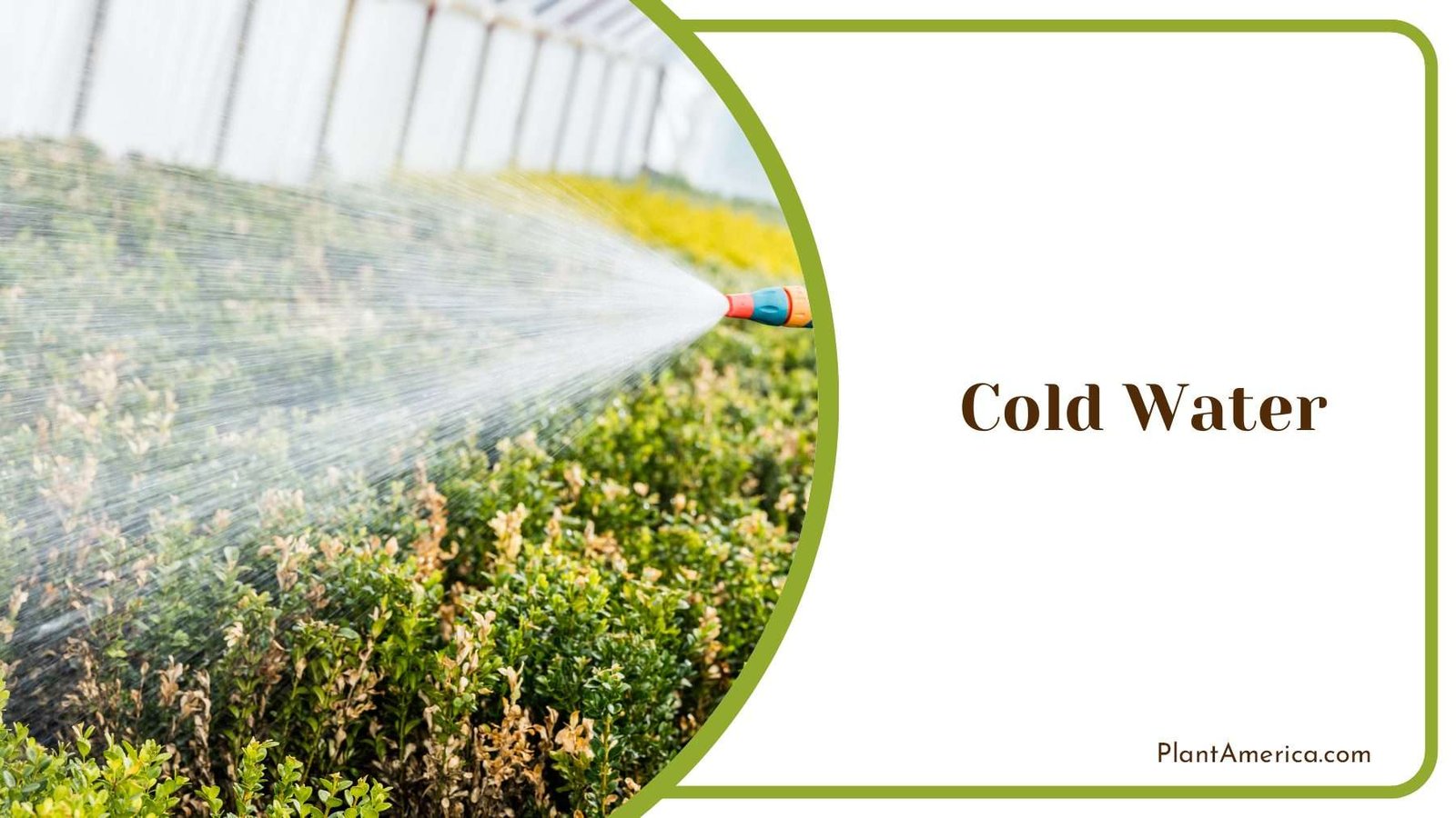 Cold Water Mealybugs Treatment Plant America