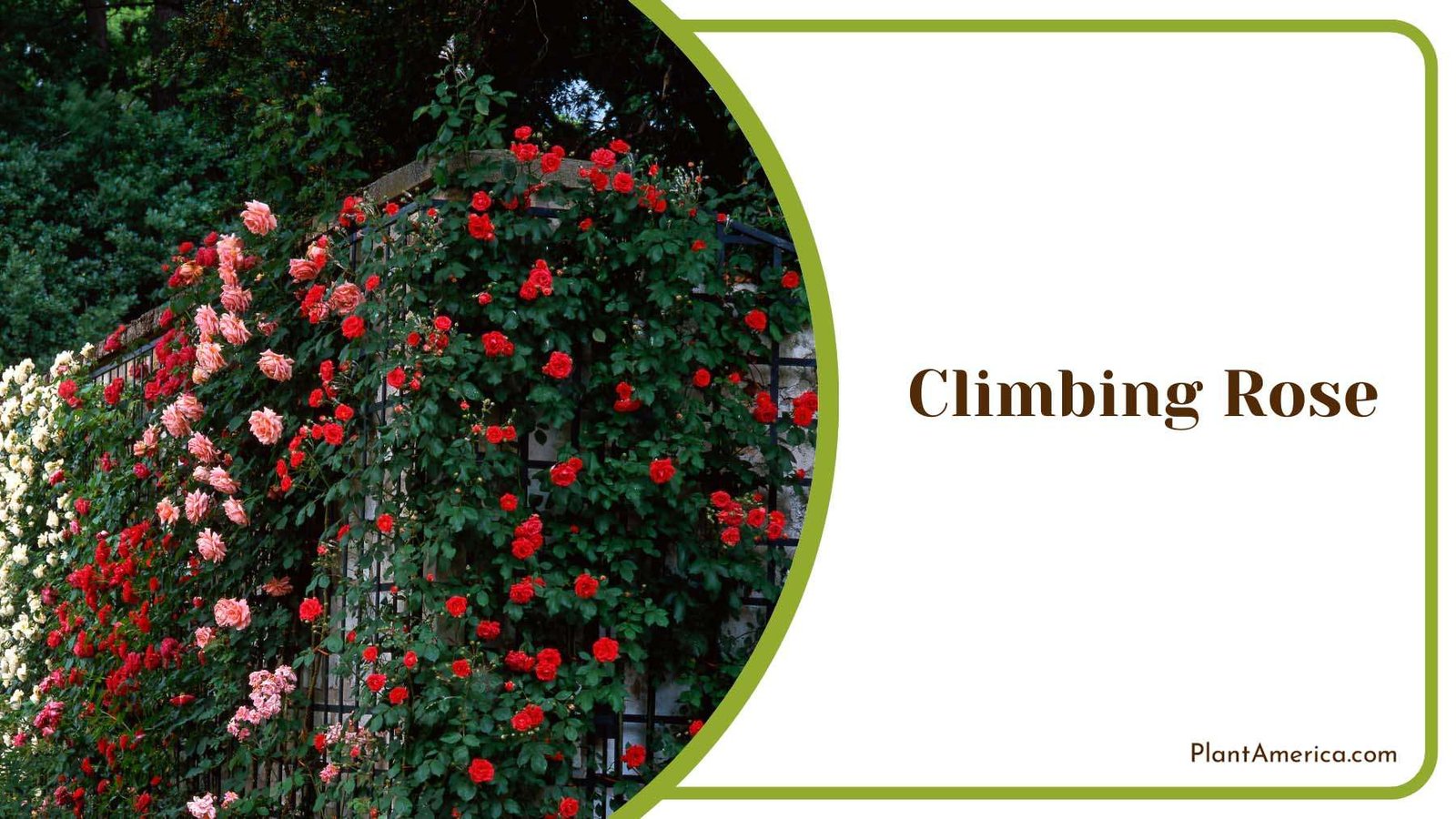 Colorful Climbing Rose Flowers For Fences Plant America Colorful Climbing Rose Flowers For Fences Plant America